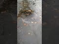 The meaning of being alive #nature #calm #fyp #peace #mindfulness #viralvideo #plants #rain #breathe