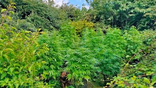 UK Guerilla Grow update:πͺπ²