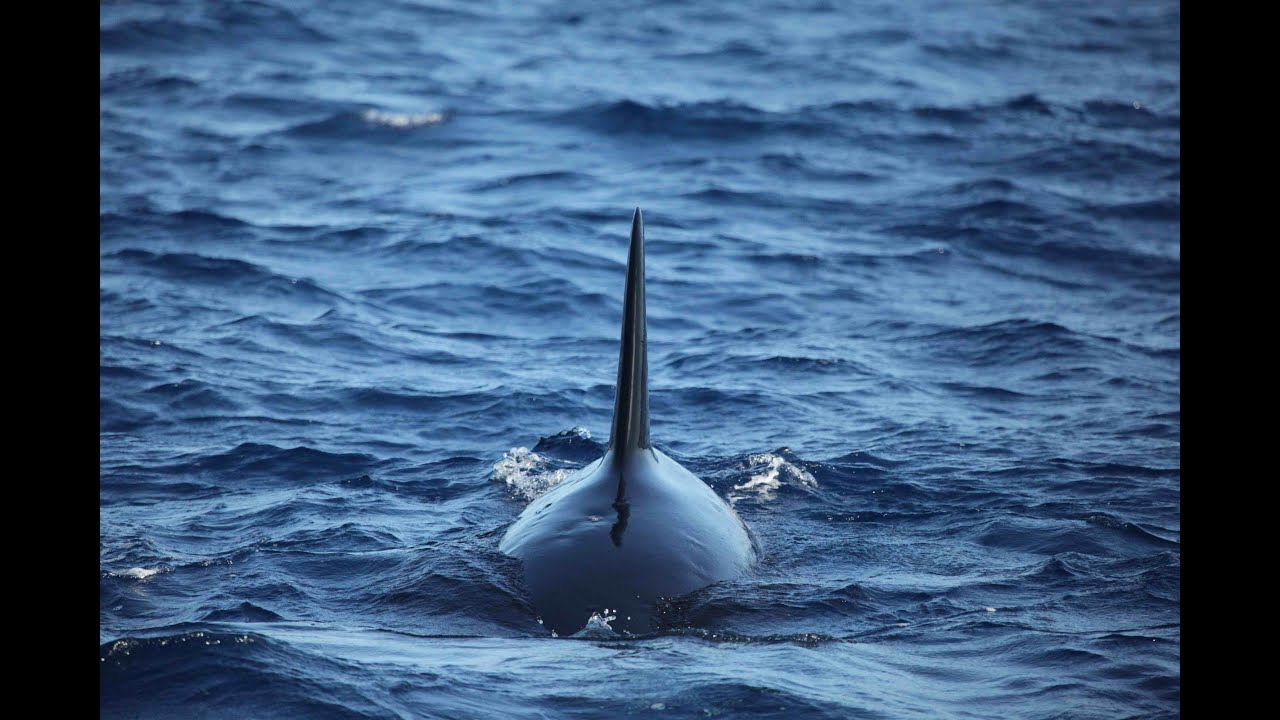 Killer Whales on the European Continental Shelf filmed from the RV Celtic Explorer in September 2014