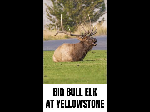 Now that's a big bull elk in Yellowstone!!