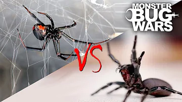 Spider vs Spider Showdowns #1-5 | MONSTER BUG WARS