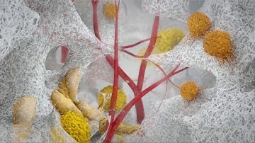 PolyNovo NovoSorb BTM Animation