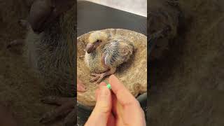 Кольцевание голубей. Подрощенные птенцы