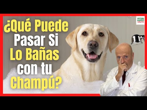 Video: ¿Está bien lavar perros con champú para personas?
