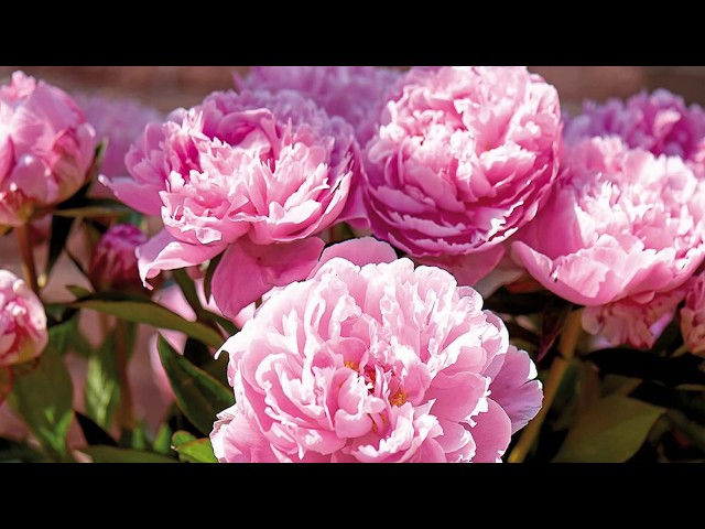 How to Propagate Peonies from Seed and by Division