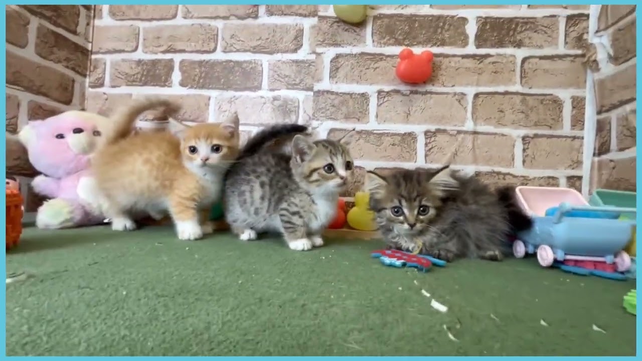 746827 マンチカン - YouTube