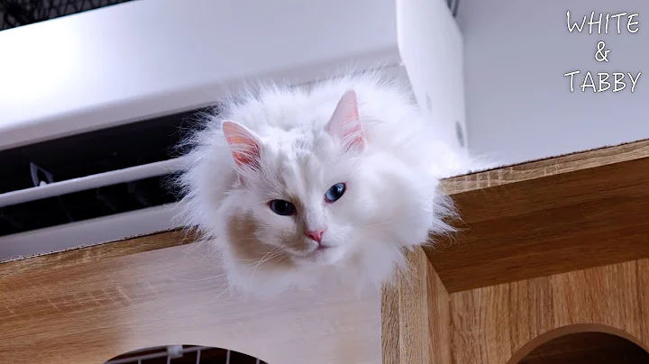 Video 10748281: cute norwegian forest cat