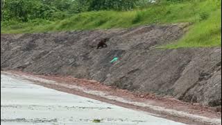 A rare moment!! Seeing a Bornean orangutan crossing the road. It's pretty scary. #oranghutan #shorts