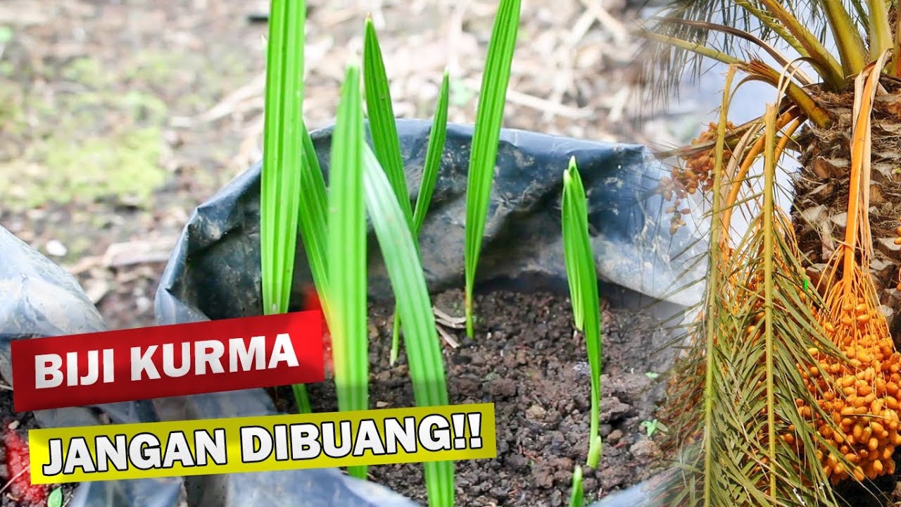 Cara Menanam KURMA di INDONESIA AGAR TUMBUH dan BERBUAH 
