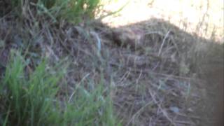 MVI_0724.MOV