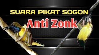 SUARA PIKAT BURUNG SOGON PALING AMPUH MP3 || Anti zonk...❗