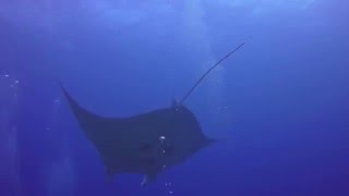 ヤップ島 マンタ ヤップ島 検索動画24 ヤップ島 マンタ ヤップ島 検索動画 24