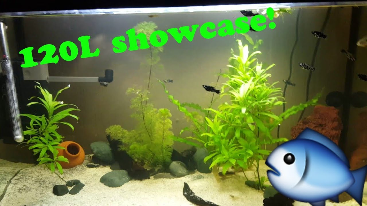 120l fish tank