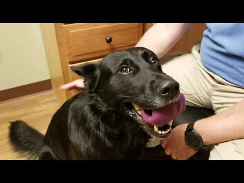 Video: K-9 Lyme Disease