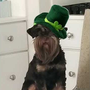 st patrick day youtube com