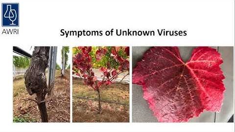 Monitoring for grapevine viruses in established vineyards