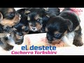 El DESTETE Cachorros 40 días, seguimiento de camada