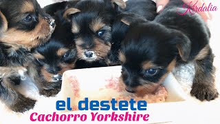 El DESTETE Cachorros 40 días, seguimiento de camada