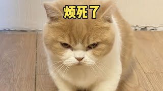 【麻蛋和丑丑】这猫咋不听劝呢？