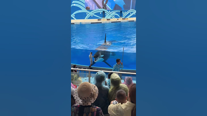 🐋💦浇朋友我是专业的！ 虎鲸老师无差别攻击课堂开课啦——前排观众自动赠送湿身"洗澡券"#上海海昌海洋公园 #上海游玩景点推荐 #上海必打卡的地方 #溜娃好去处 #亲子游玩好去处