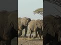 Capture de la vidéo Elephants - Rumbles And Trumpets