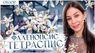 видео: Phal. Tetraspis/Тетраспис от Schwerter. Обзор красивого, домашнего цветения🧚♀️ картинка: Phal. Tetraspis/Тетраспис от Schwerter. Обзор красивого, домашнего цветения🧚♀️
