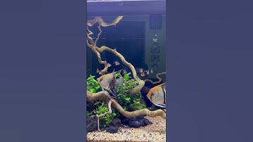 Secan short bám đàn siêu đỉnh