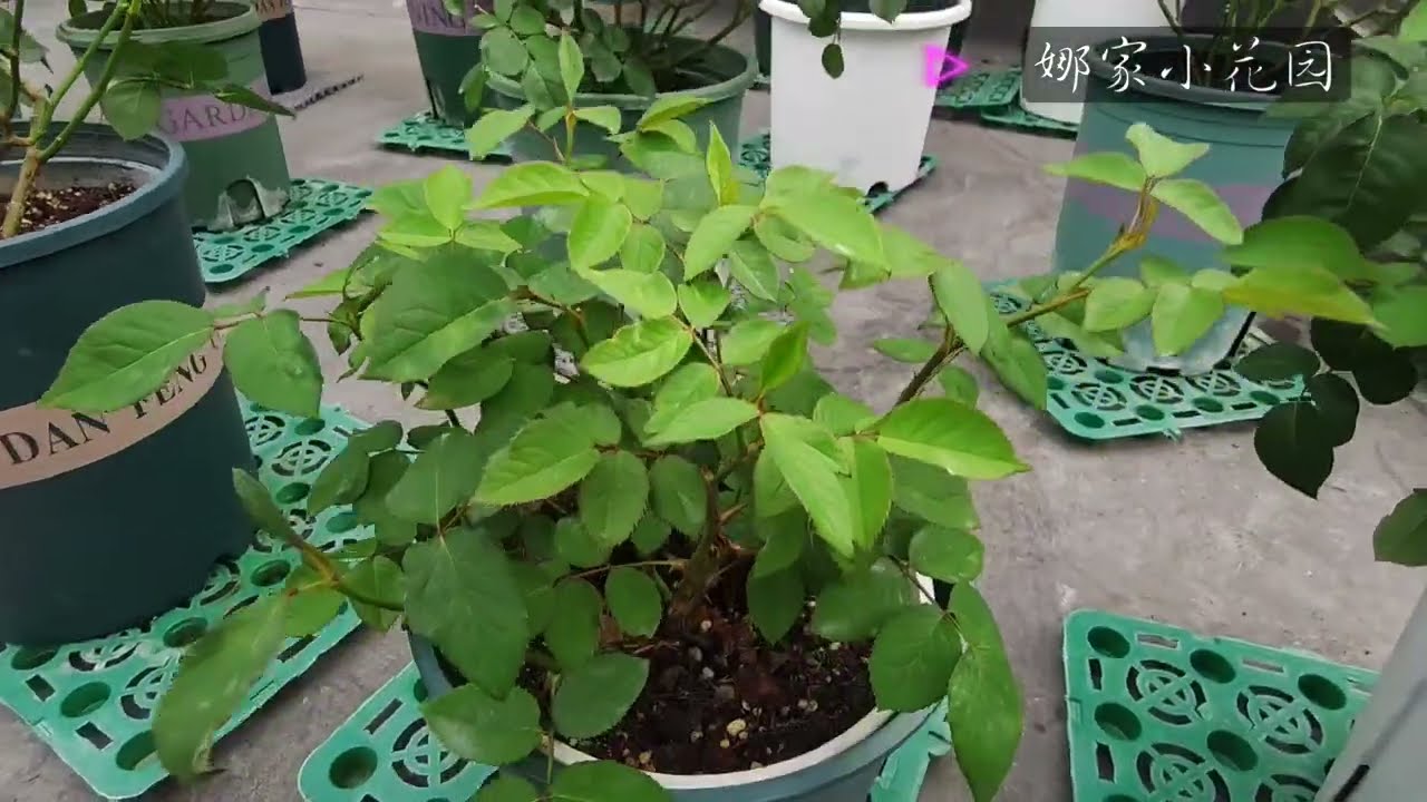 一周月季小苗反馈+被剪短强笋的乡愁的后续反馈