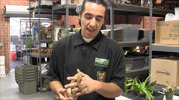 Lemon Blast Ball Python