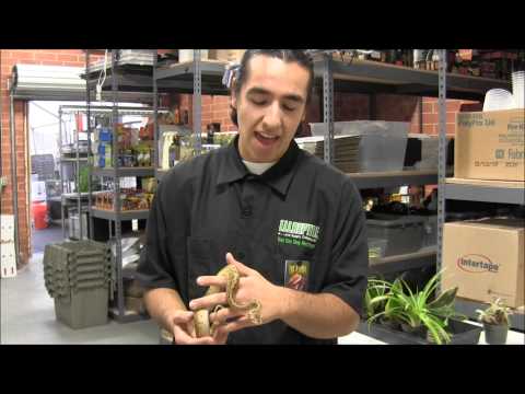 Lemon Blast Ball Python