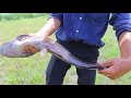 Catch Many Giant Catfish In The Field On Rainy Season By Two Fisherman, Element Fishing