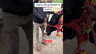 सकाळी ७ वाजता शेतकरी गाय ४५ लीटर दूध देणारी खरेदीसाठी गर्दी🔥 #शेतकरी #बाजार #sangola #cow
