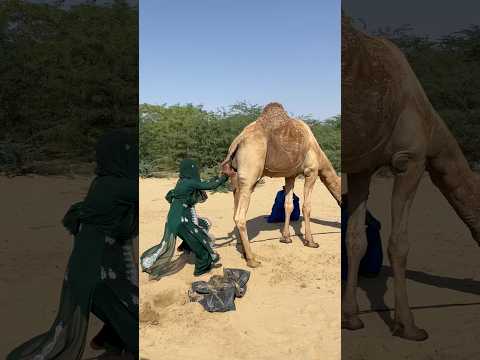 أرادت الفتاة الصعود لكن الذيل صع ب المهمة   