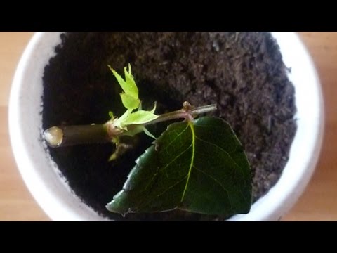 Как из Букета Вырастить Розы - DIY Дом - Guidecentral Как из Букета Вырастить Розы - DIY Дом - Guidecentral