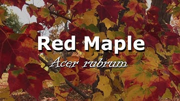 Urban Trees - Red Maple