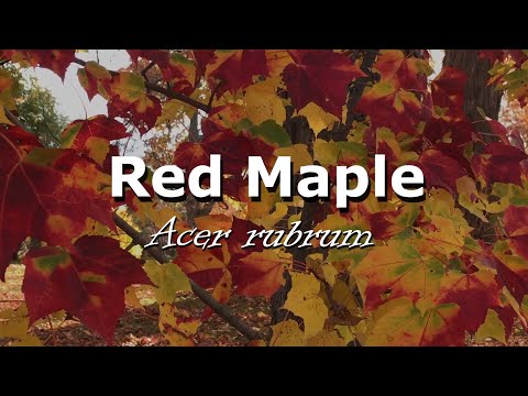 Urban Trees - Red Maple