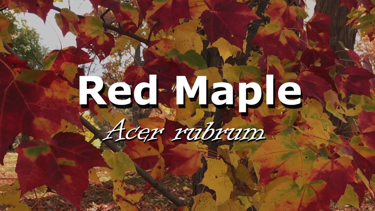 Urban Trees Red Maple YouTube