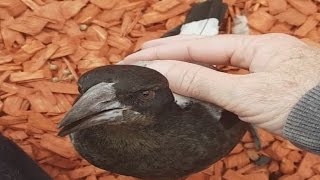 Maggie - my dad's pet magpie tamest and friendliest magpie anywhere