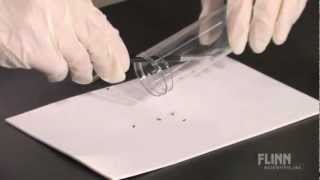 How To Anesthetize Drosophila