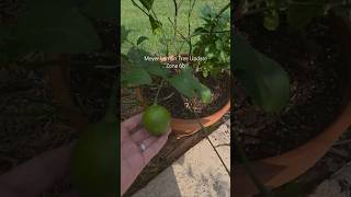Meyer Lemon Update Post-Winter. Zone 6b #meyerlemon #homestead #zone6b