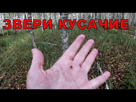 Звери кусачие. Лосиные мухи, они же оленьи вши.