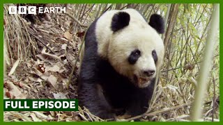 FULL EPISODE: Land of the Panda | Wild China | BBC Earth