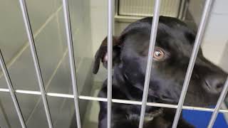 acs A675381