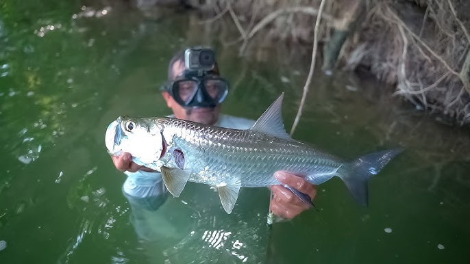 Pescando con camarón vivo línea de mano arpón y cocina en sopa