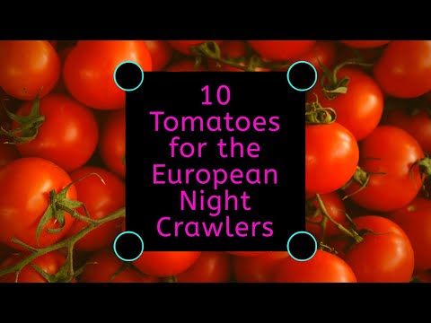 Large Tomato Feeding to the European Night Crawlers: Forbidden Foods Update