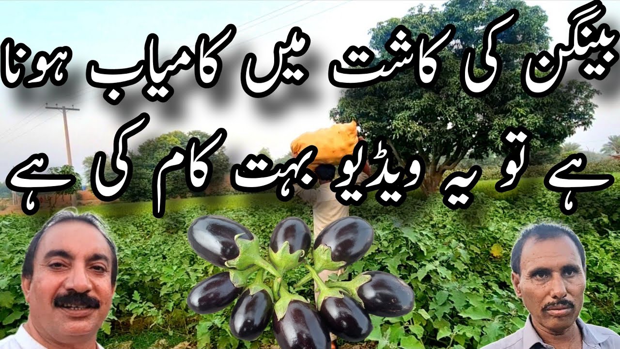 بینگن کی کاشت میں کامیاب ہونا ہے تو یہ ویڈیو بہت کام کی ہے||وہ فارمولا جو کوئی نہیں بتاتا