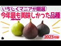 【2023年版】最も美味しかったイチジク！（育て方）