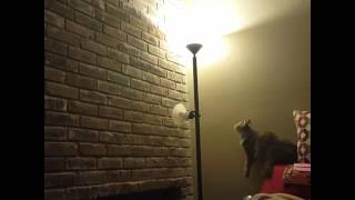 Cat Climbs Wall