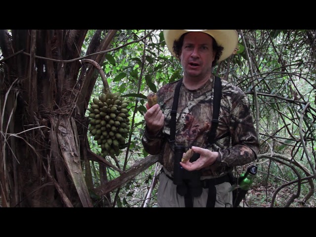 Motacu Palm Forest: Barba Azul Nature Reserve, Blue-throated Macaw Conservation, Bolivia