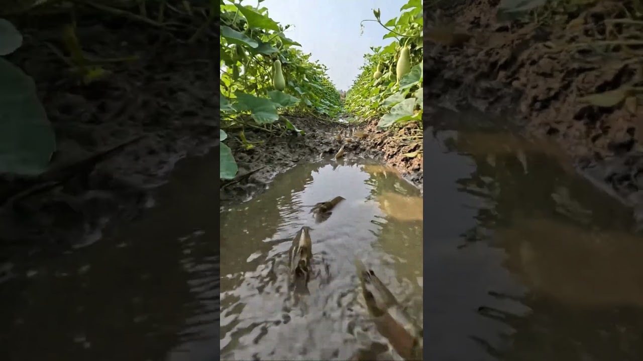 Wow! Amazing Polo Fishing Videos ! Best Big Fish Catching ! Primitive Technique fishing 